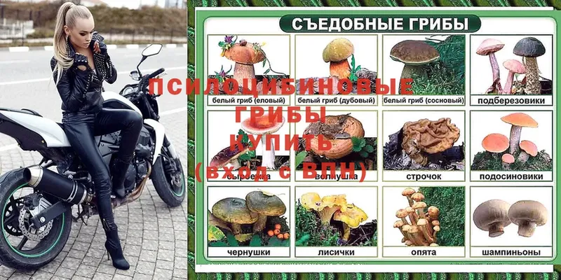 Псилоцибиновые грибы Psilocybine cubensis  Ардатов 